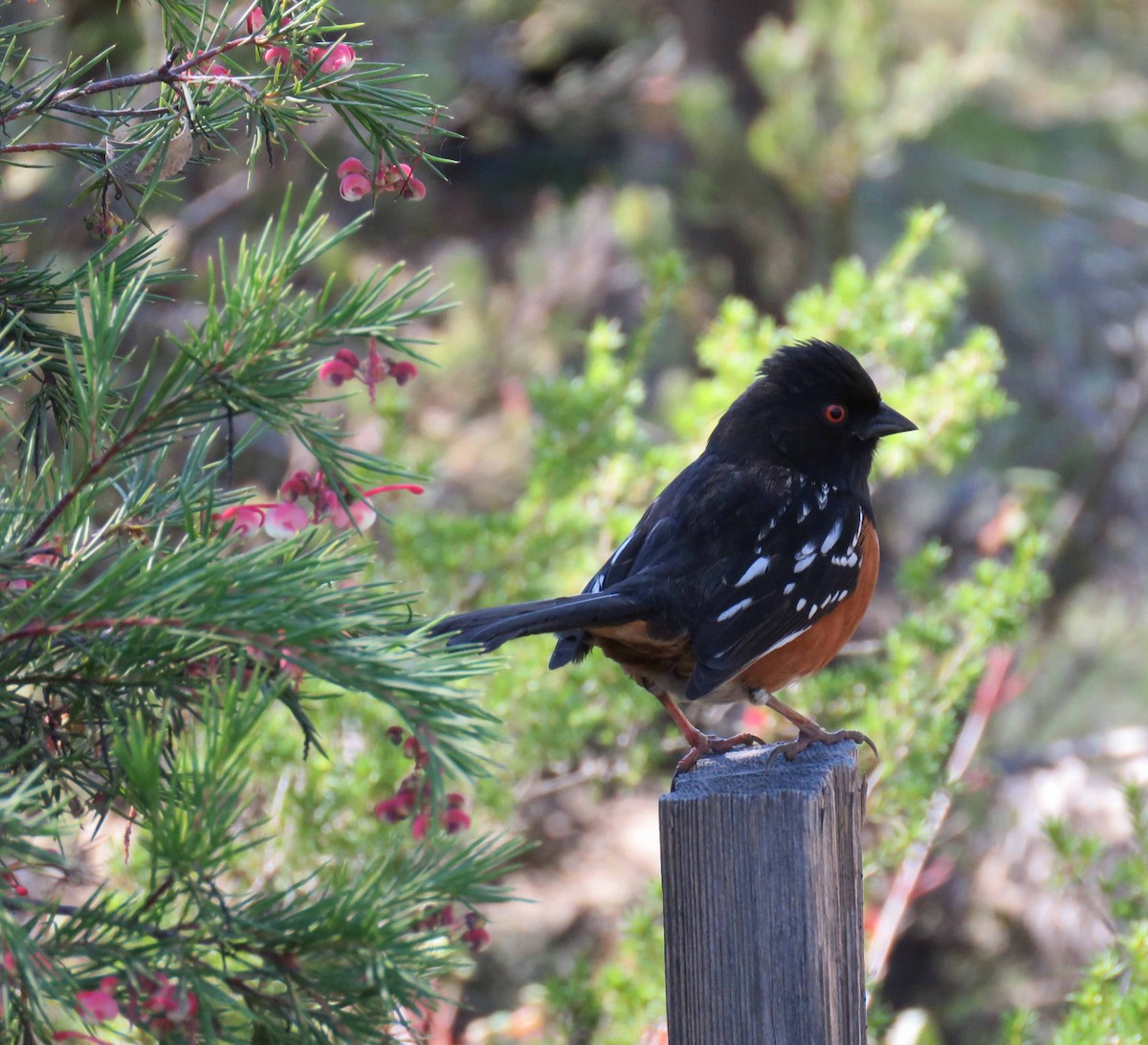 Spotted Towhee - ML24143511