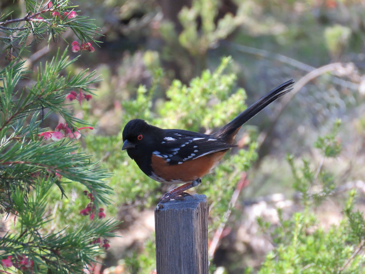 Spotted Towhee - Sharon Hull