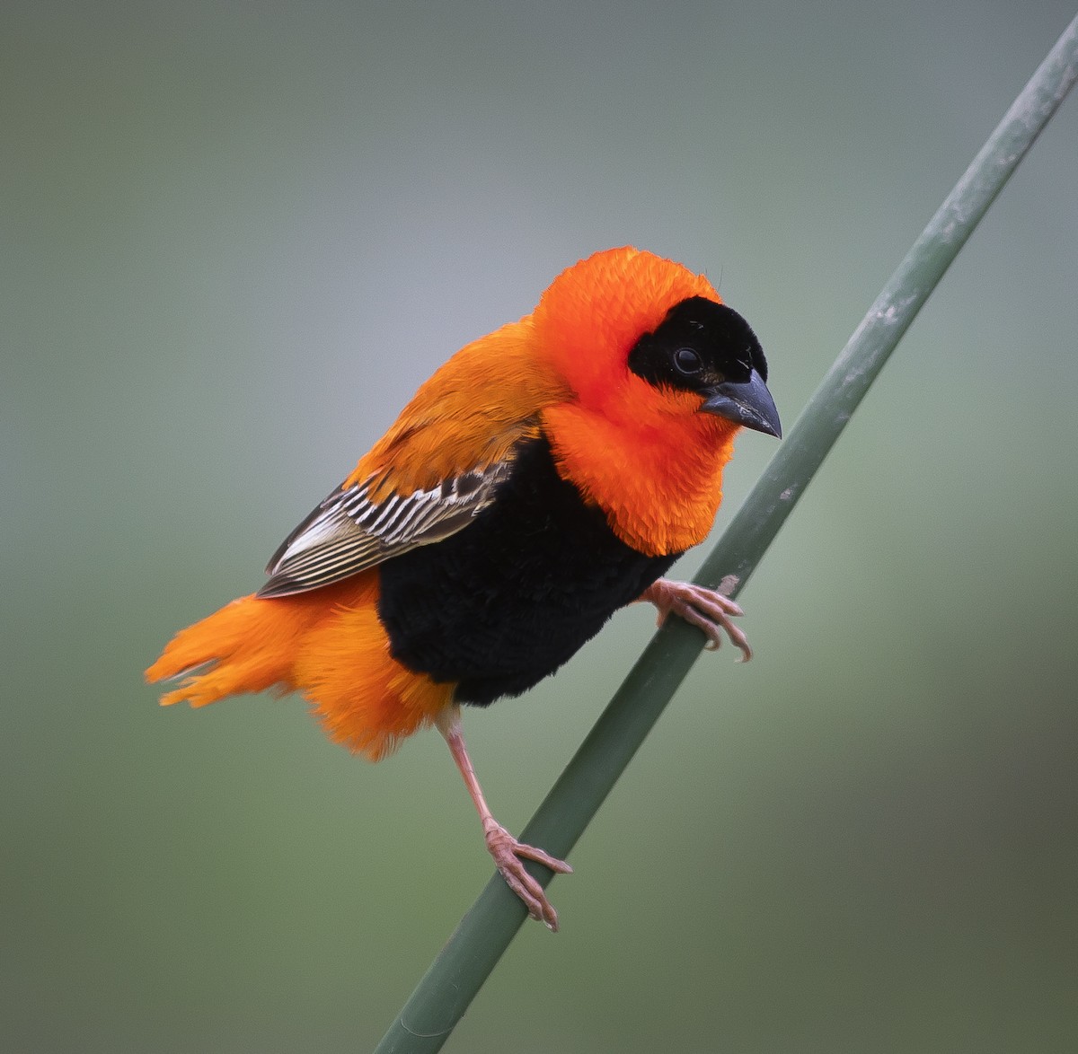 Northern Red Bishop - Anonymous