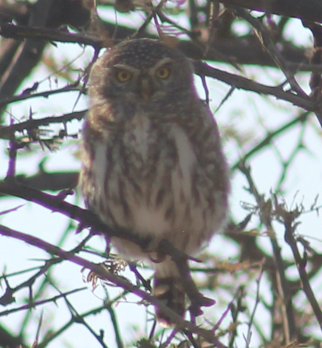Pearl-spotted Owlet - ML241437521