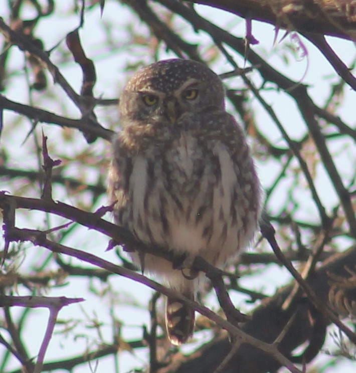 Pearl-spotted Owlet - ML241437531