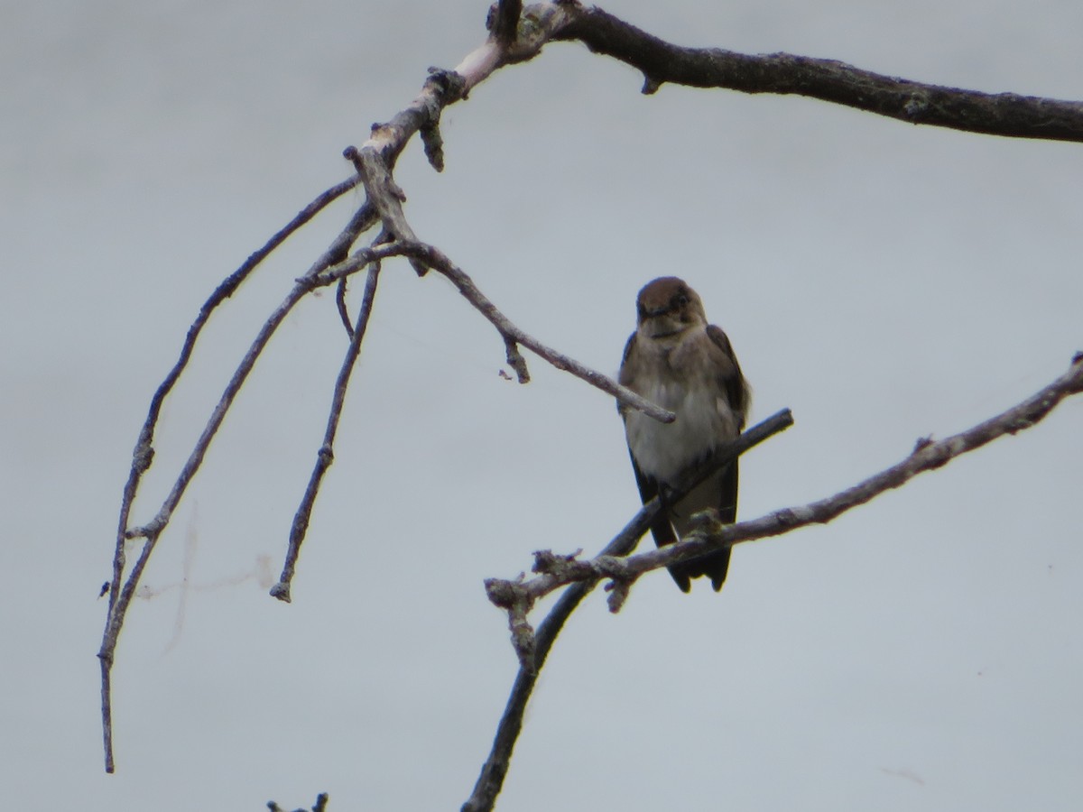 Northern Rough-winged Swallow - ML241441511