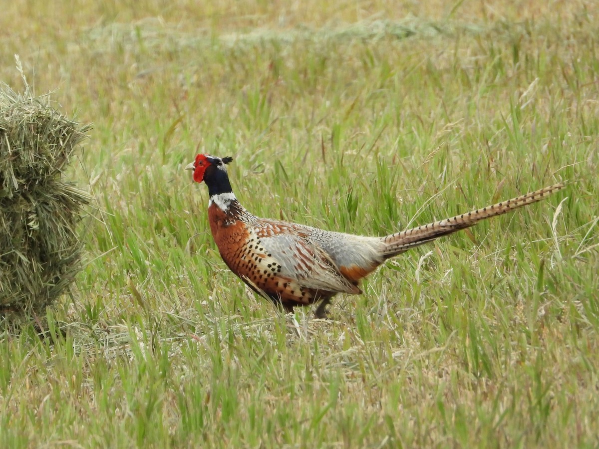 Ring-necked Pheasant - ML241441961