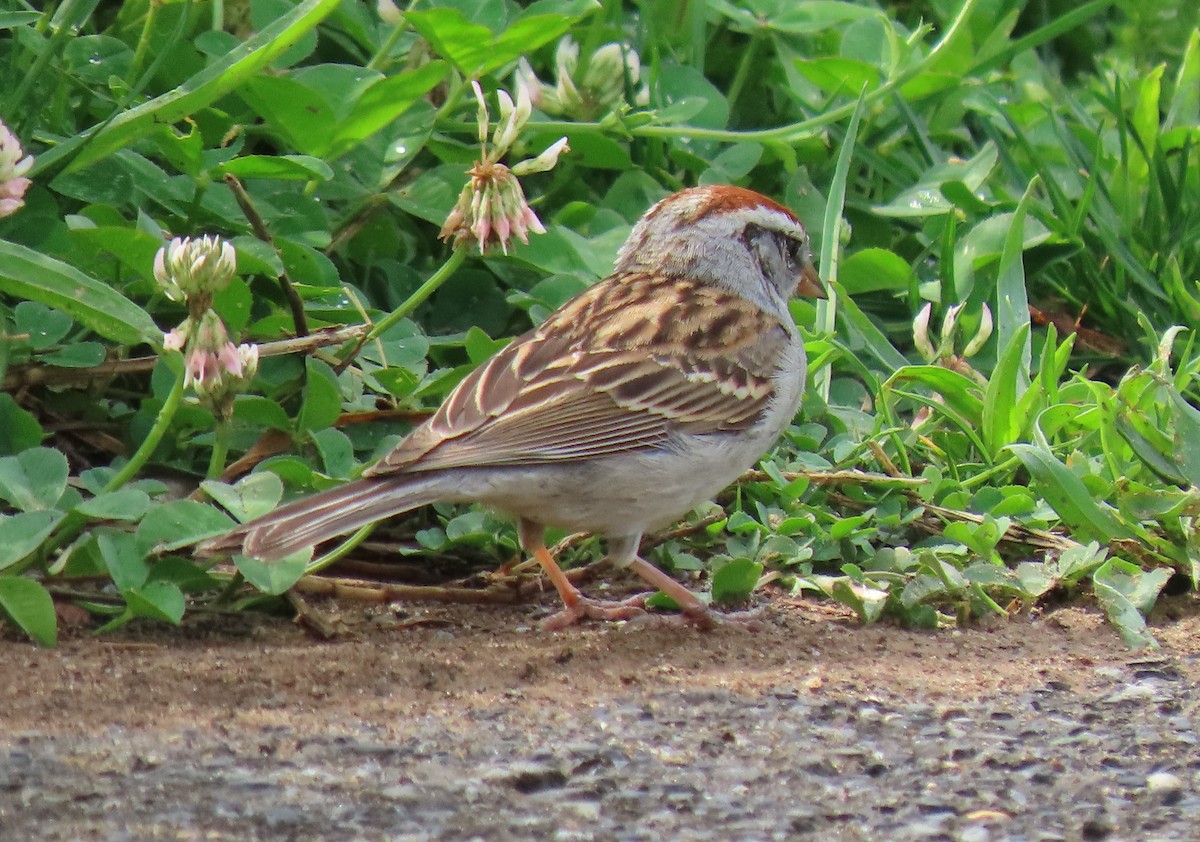 Chipping Sparrow - ML241443611