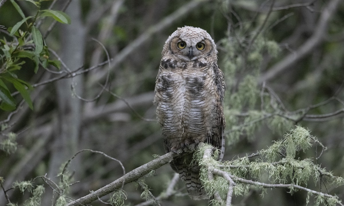 Great Horned Owl - ML241444521