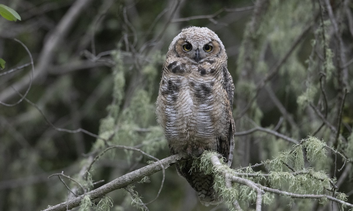 Great Horned Owl - ML241444611