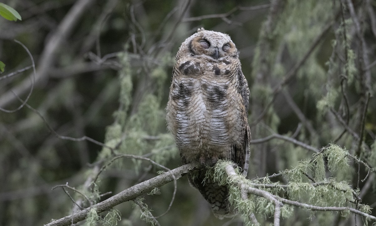 Great Horned Owl - ML241444621