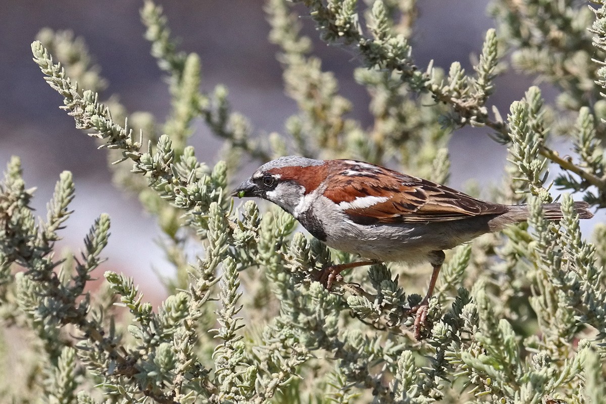 House Sparrow - Trude Hurd