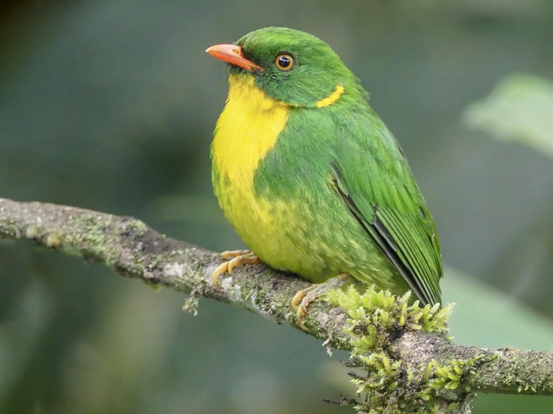 Golden-breasted Fruiteater - eBird