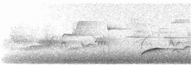 Swainson's Thrush (Russet-backed) - ML241451791