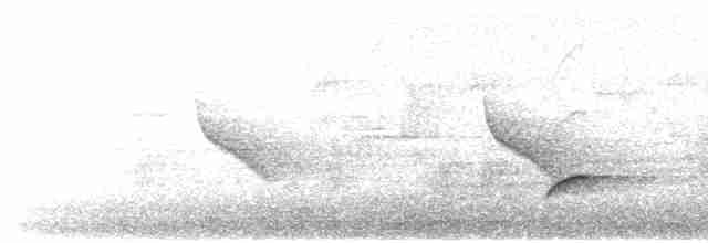 Swainson's Thrush (Russet-backed) - ML241451991