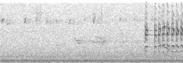 Tangara de Rieffer - ML241452