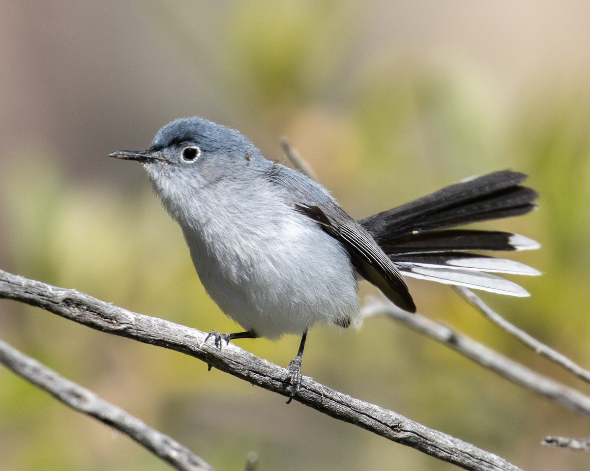 Blue-gray Gnatcatcher (obscura Group) - ML241452921