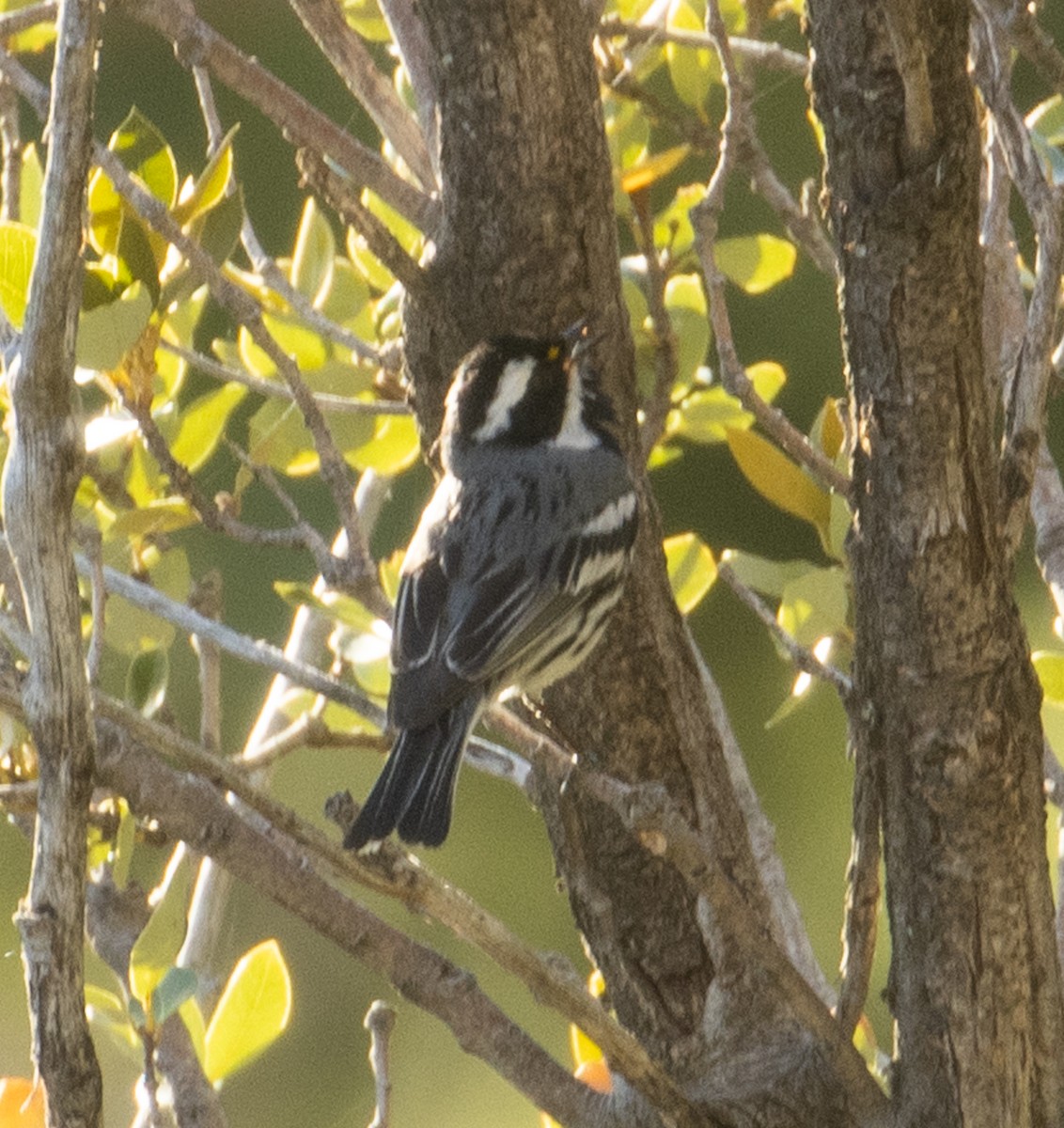 Black-throated Gray Warbler - Joe Aliperti