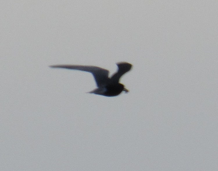 Black Tern - ML241452981