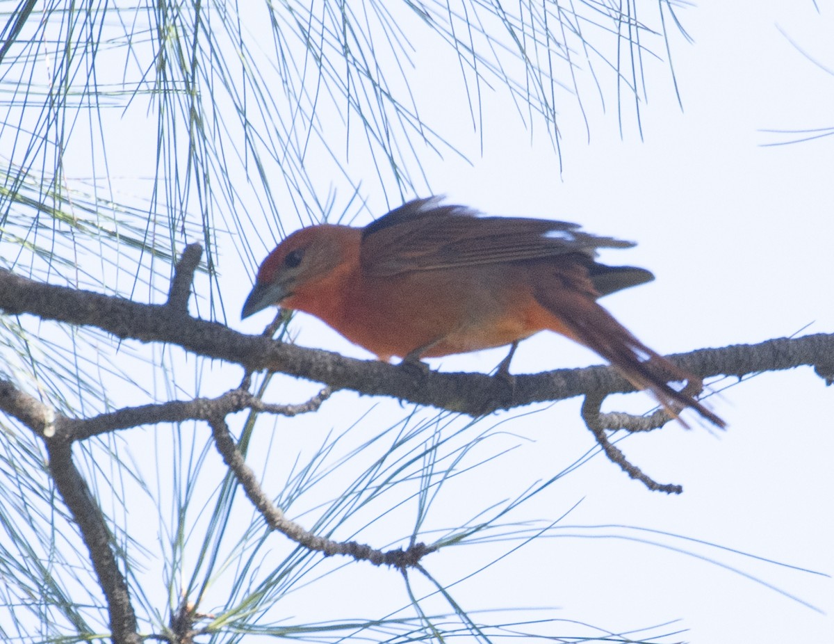 Hepatic Tanager (Northern) - ML241453121