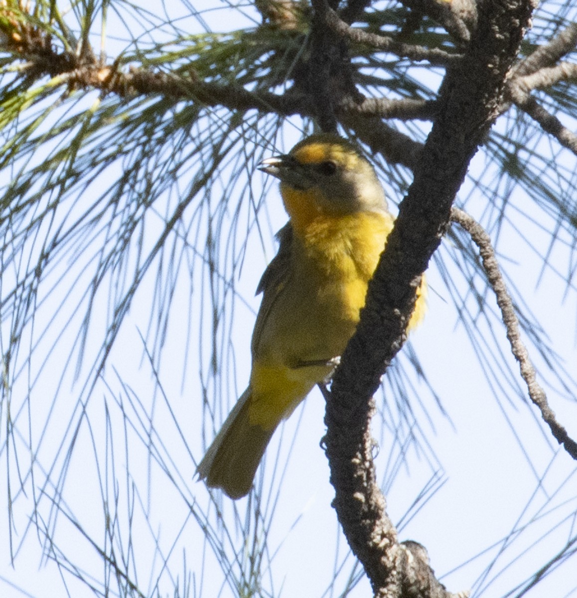 Hepatic Tanager (Northern) - ML241453211