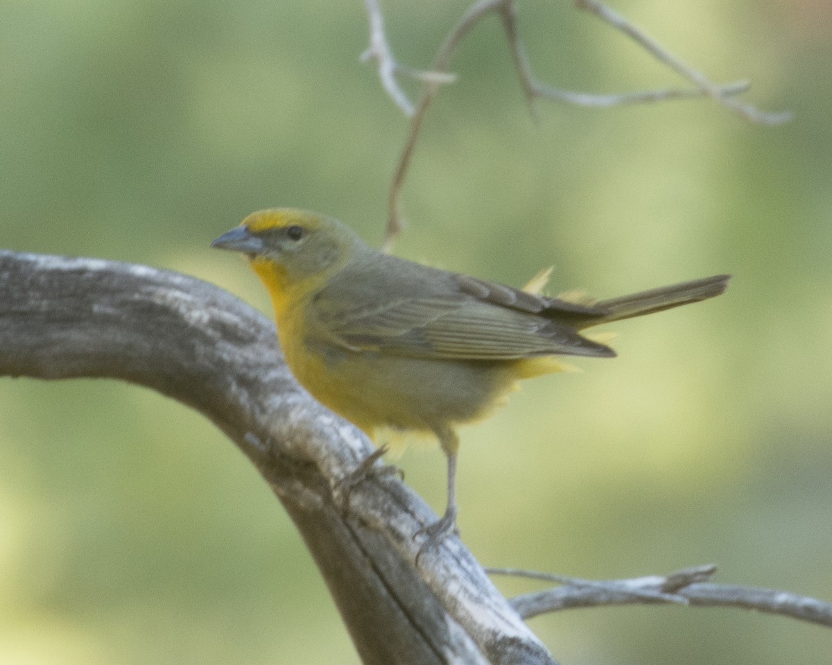 Hepatic Tanager (Northern) - ML241453251