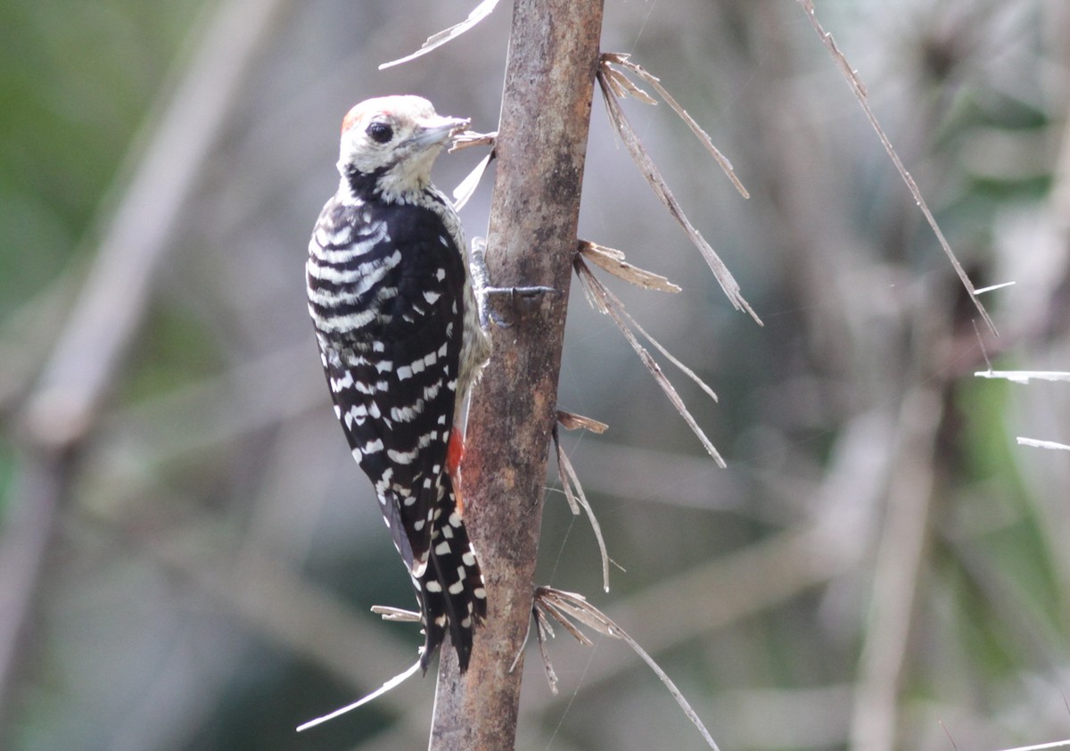 Freckle-breasted Woodpecker - ML241453361