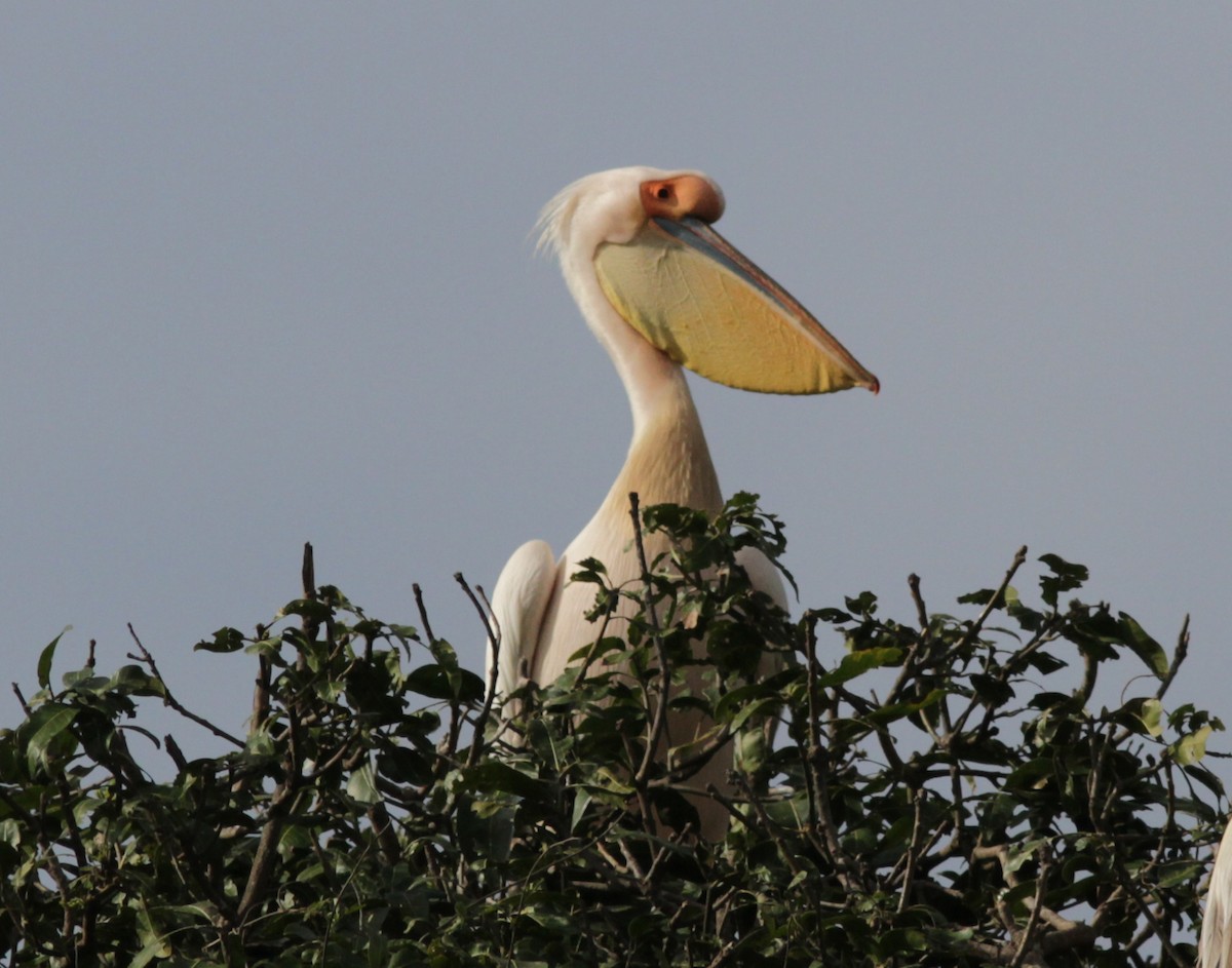 Great White Pelican - Stephan Lorenz