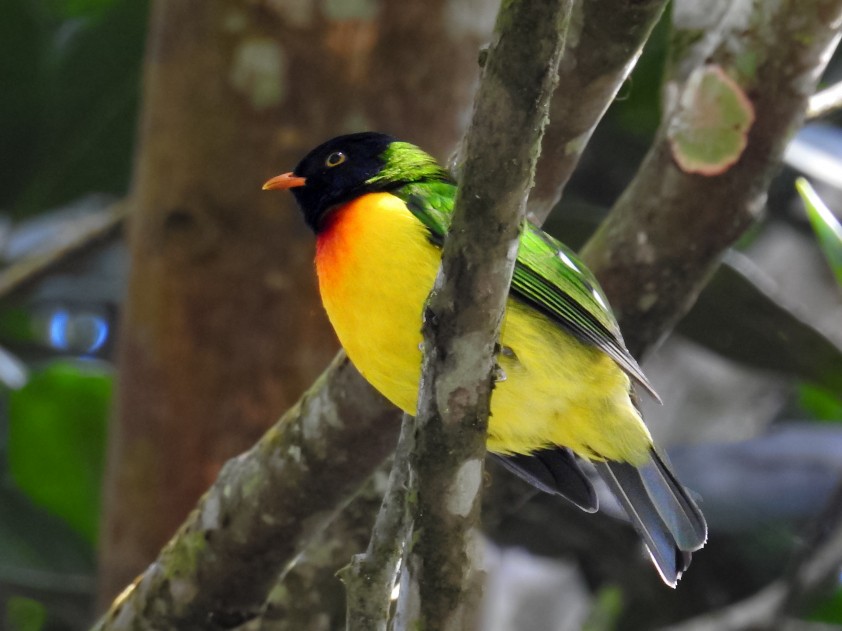 Handsome Fruiteater - Fernando Nunes