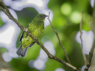 Взрослая самка/молодая птица - javier  mesa - ML241458031
