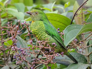  - Handsome Fruiteater