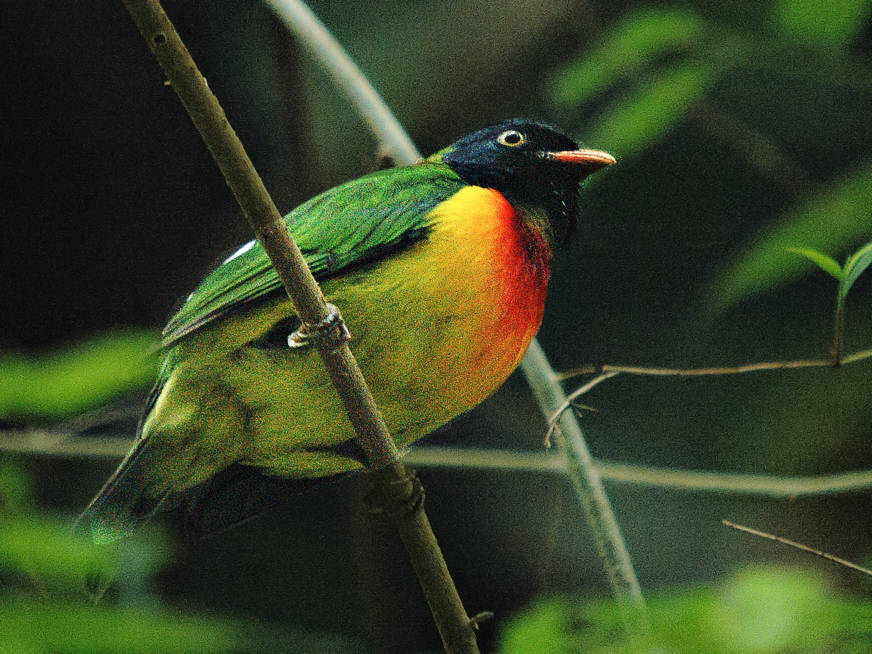 Handsome Fruiteater - Juan Escudero