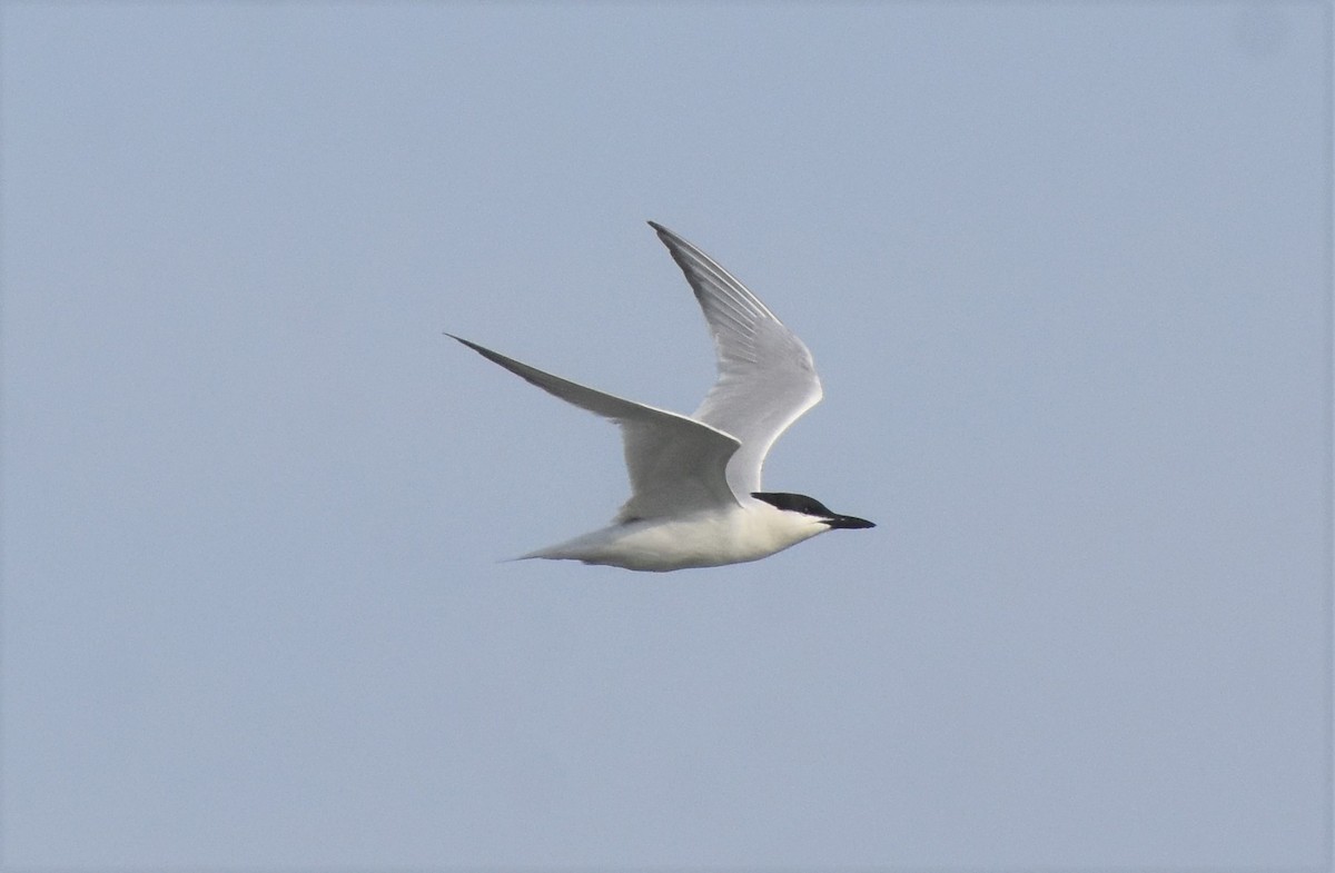 Gull-billed Tern - Chris Rohrer
