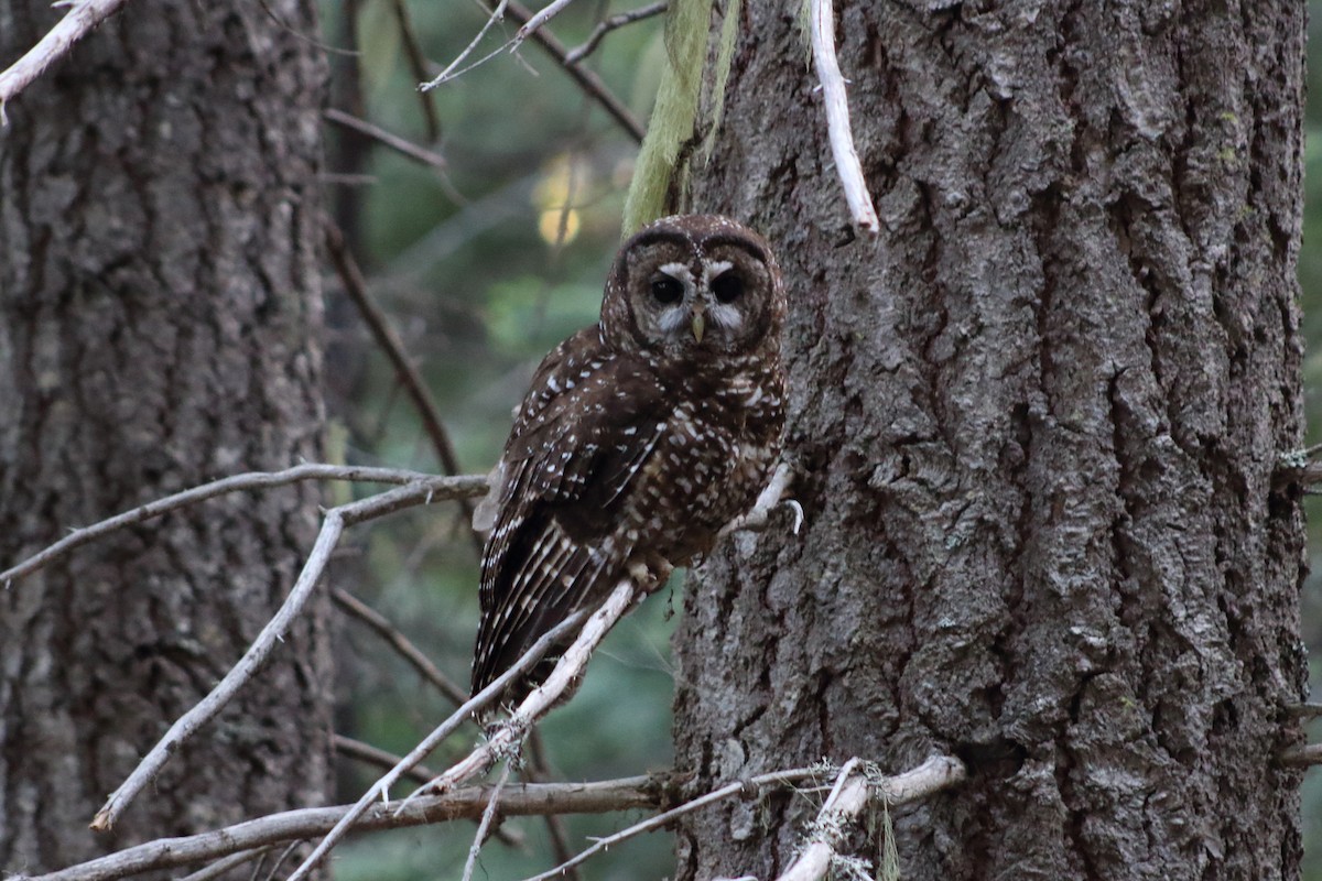 Spotted Owl - ML241461751