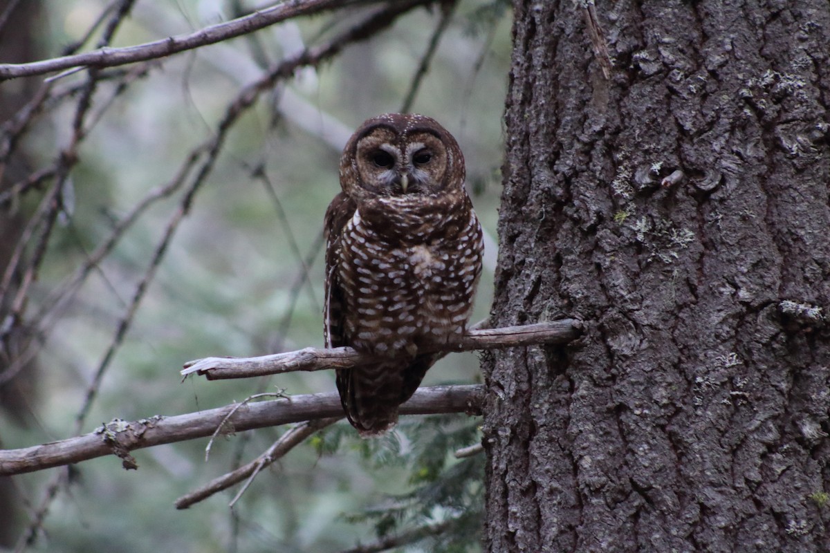 Spotted Owl - ML241461931