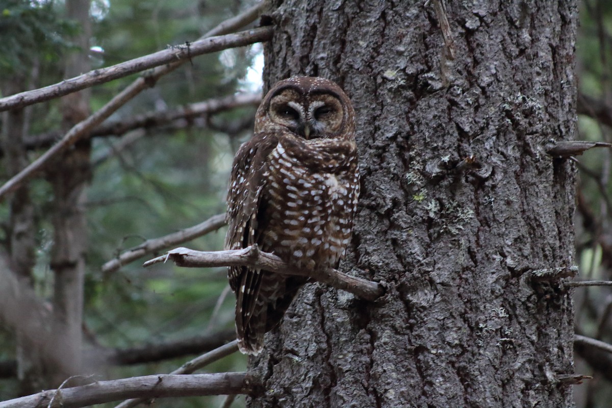 Spotted Owl - ML241461981
