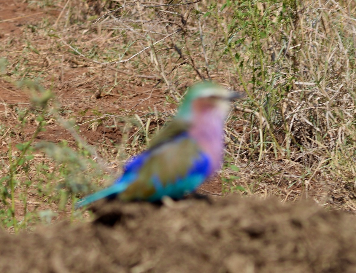 Lilac-breasted Roller - ML241467491