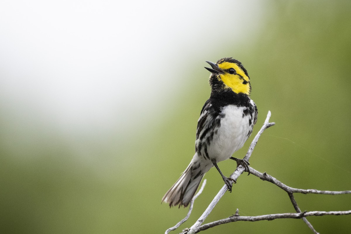 Golden-cheeked Warbler - Bryan Calk