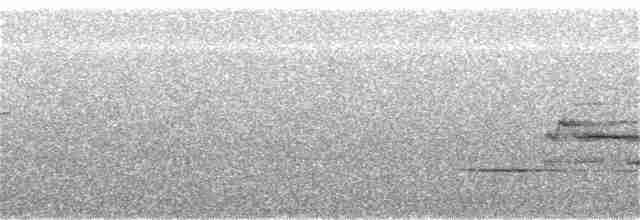 Дрізд-короткодзьоб плямистоволий - ML241478741