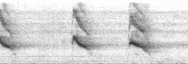 Пая гіацинтова - ML24148