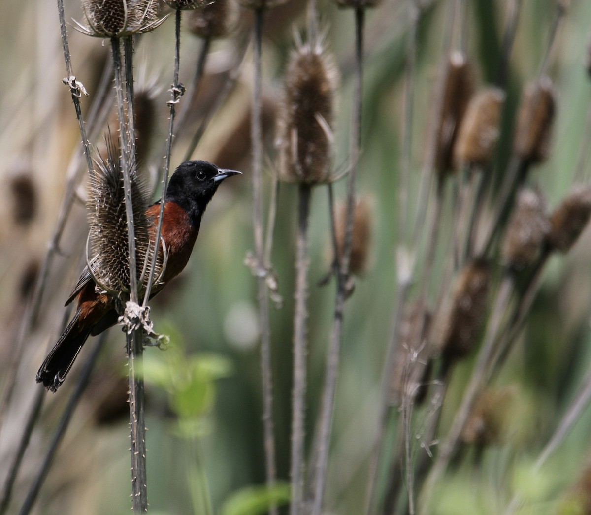 Orchard Oriole - ML241484591