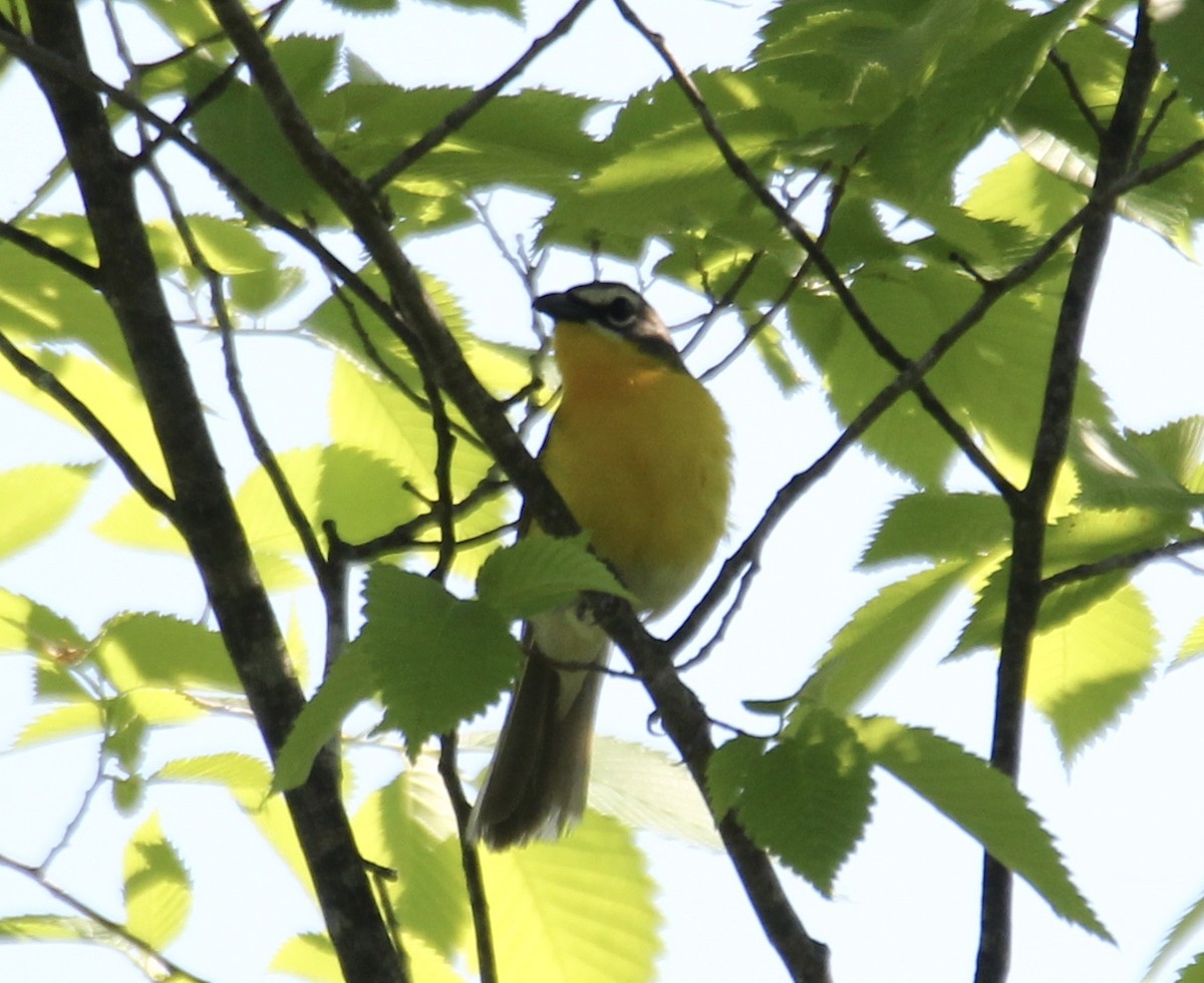 Yellow-breasted Chat - ML241485021
