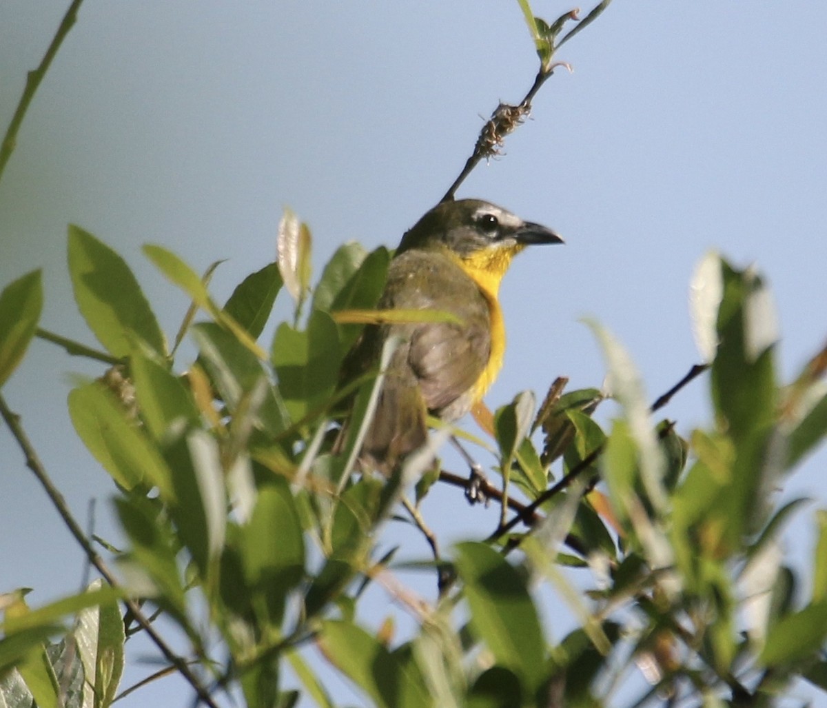 Yellow-breasted Chat - ML241485071