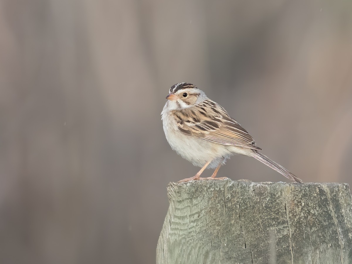 Clay-colored Sparrow - ML241487371