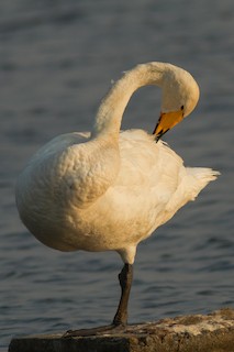 Whooper Swan, ML241490341
