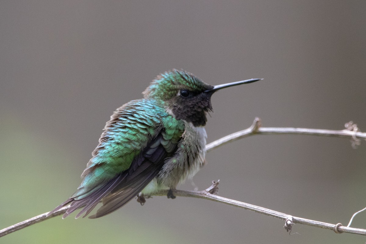 Ruby-throated Hummingbird - Gavin McKinnon