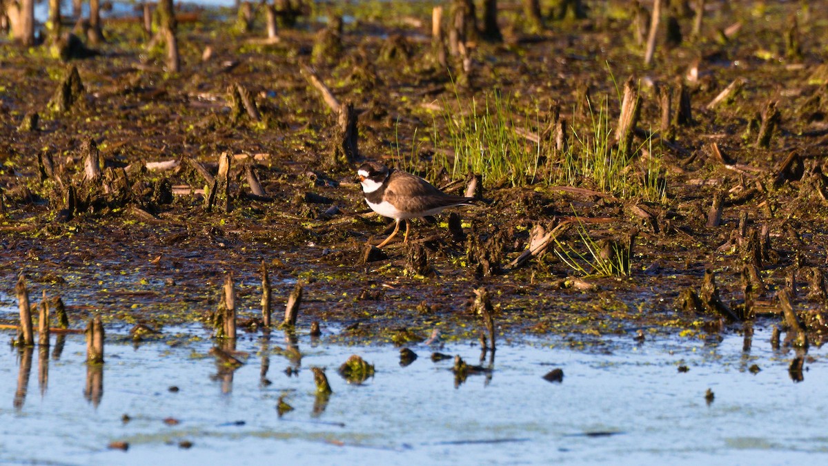Semipalmated Plover - ML241492011
