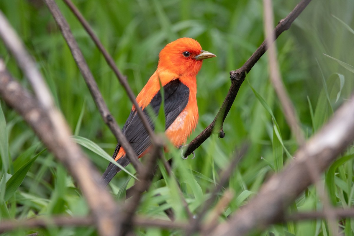 Scarlet Tanager - ML241492701