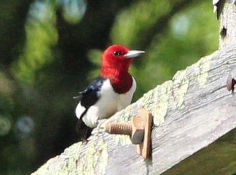 Red-headed Woodpecker - Jeffrey McCrary