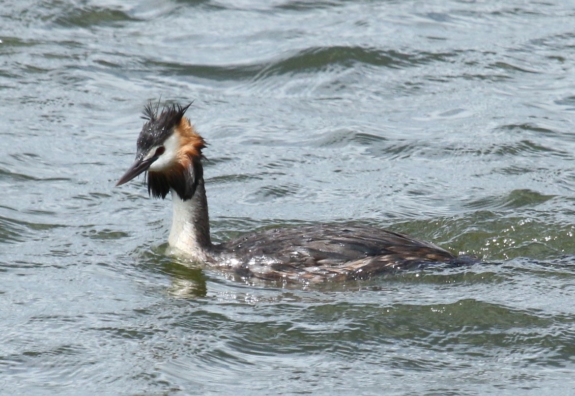 Great Crested Grebe - ML24149561