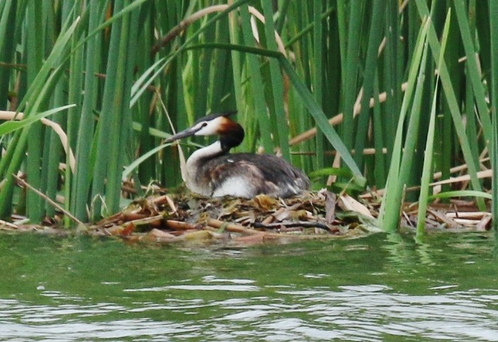 Great Crested Grebe - ML24149571
