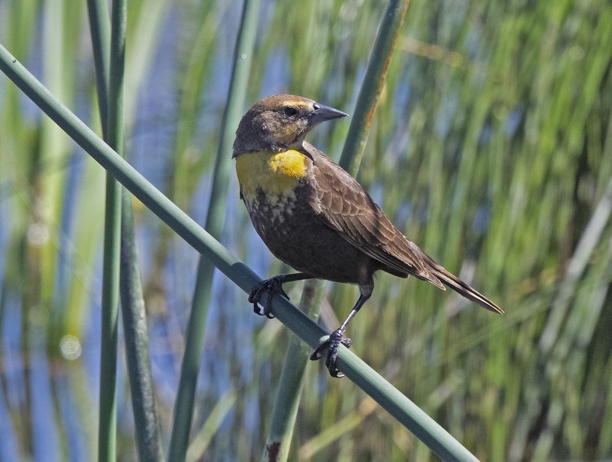 Yellow-headed Blackbird - ML241496191