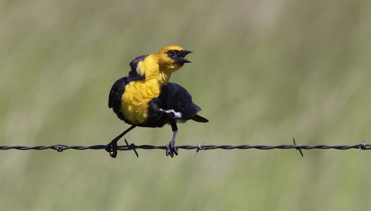 Yellow-headed Blackbird - ML241496201