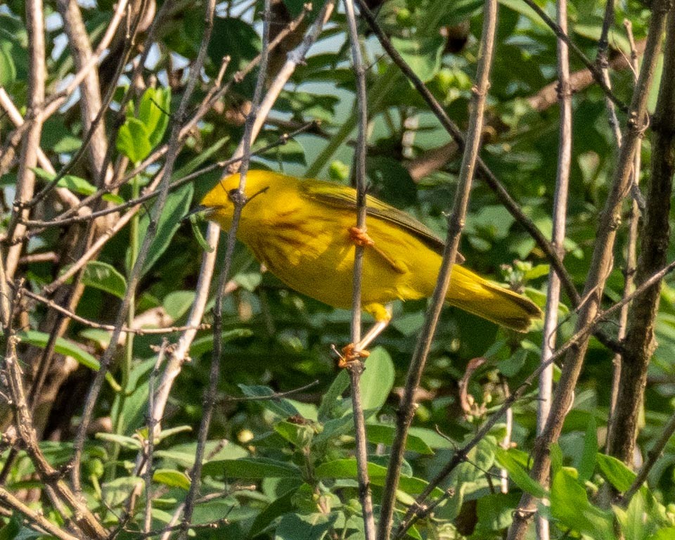 Yellow Warbler - ML241502561